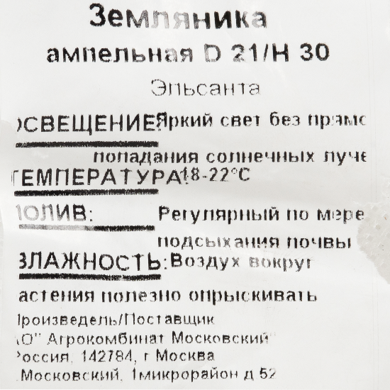 Рассада «Земляника ампельная», 40x19 см