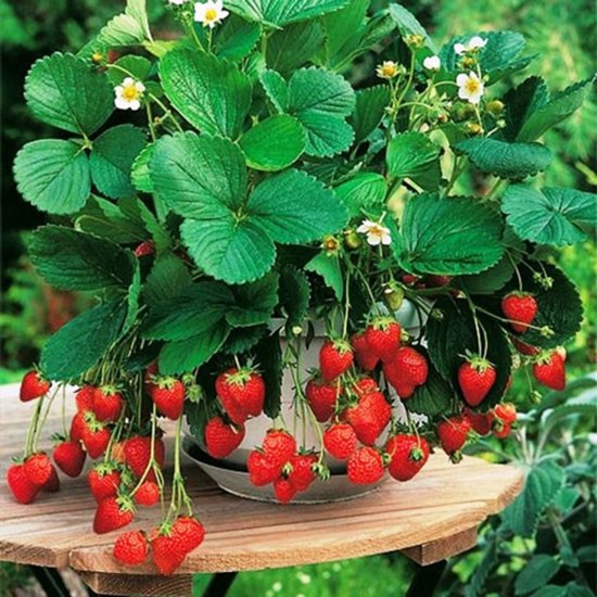 Рассада «Земляника ампельная», 40x19 см