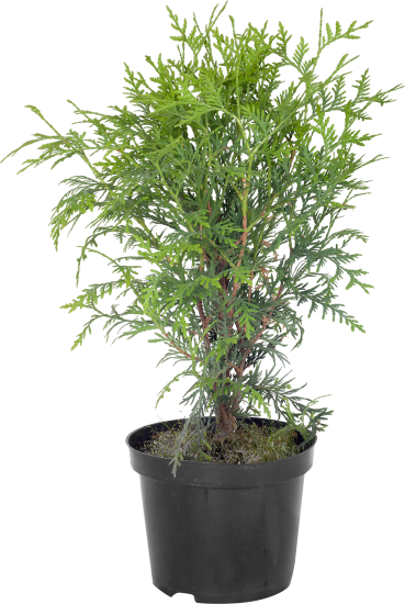 Туя западная «Вудварди» C3