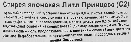 Спирея японская «Литл Принцесс» С1.5/С2