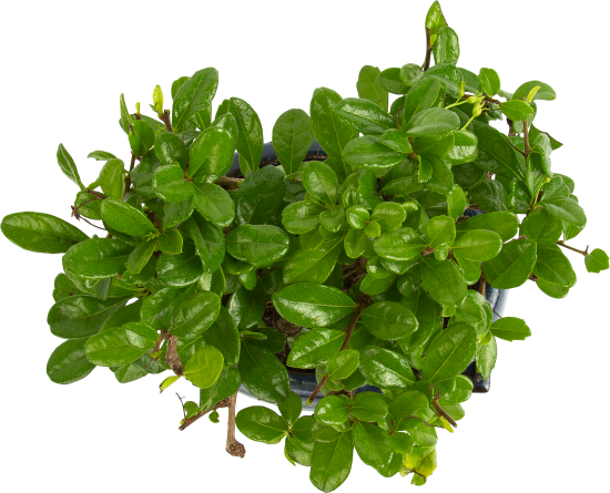 Бонсай микс d17 h25