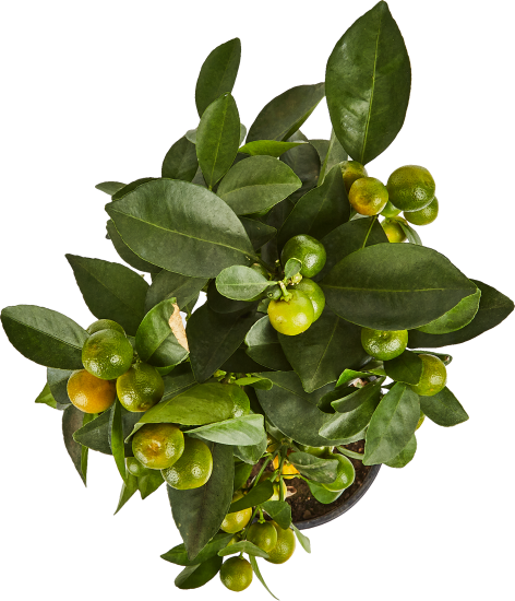 Цитрус микс d19 h50