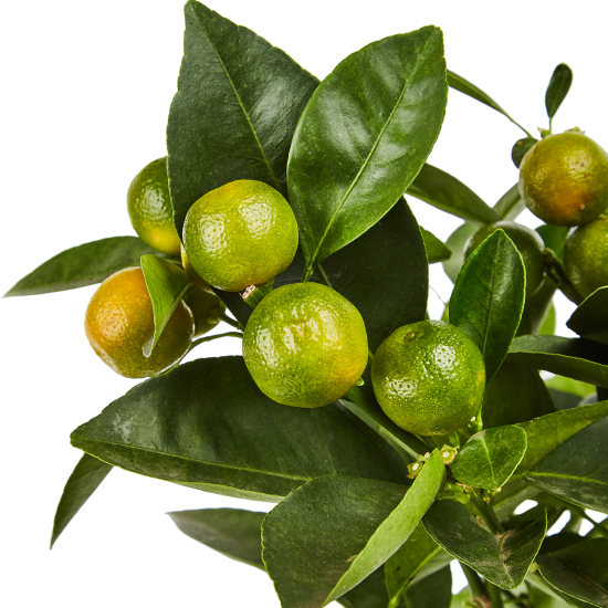 Цитрус микс d19 h50