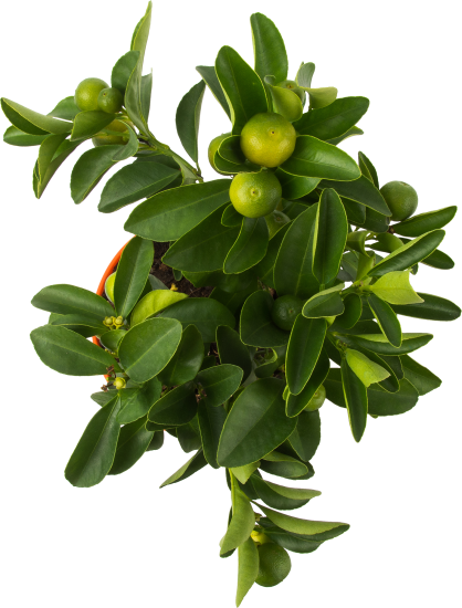 Цитрус микс d13 h30