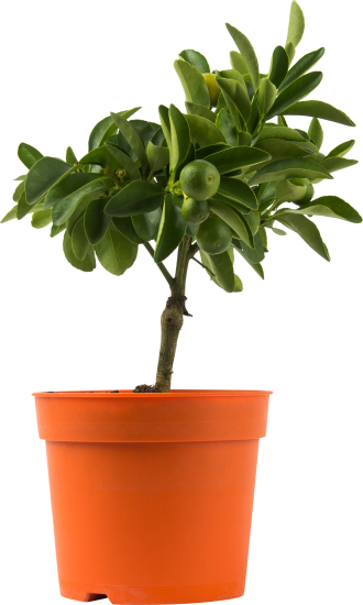 Цитрус микс d13 h30