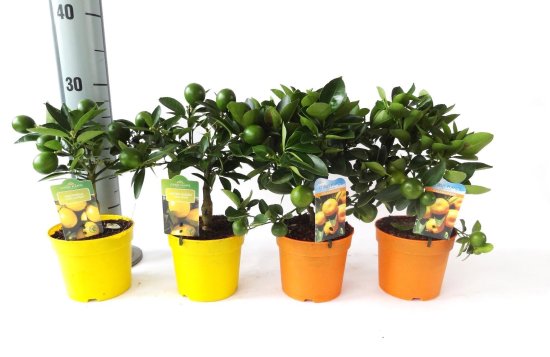 Цитрус микс d13 h30