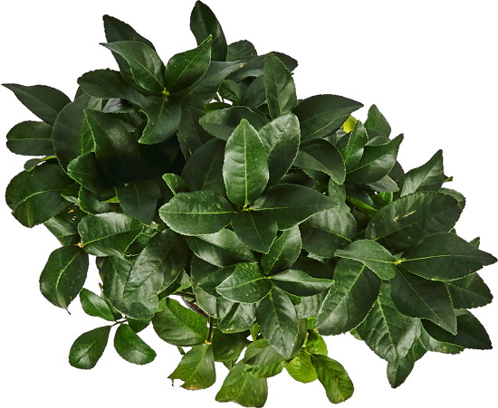 Лимон штамбовый 22x85 см