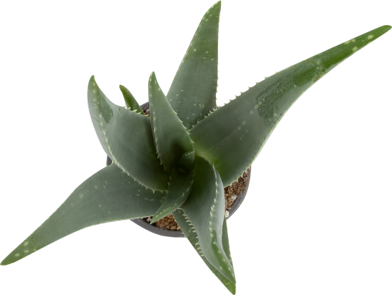 Алое вера d12 h35