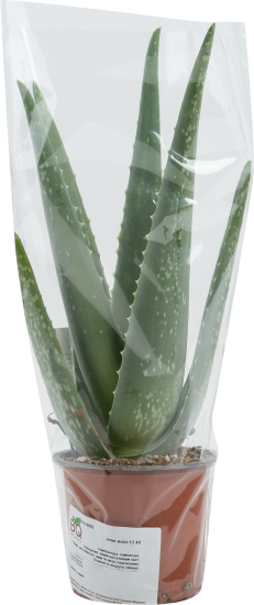 Алое вера d12 h35