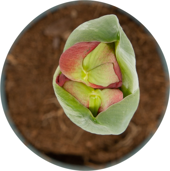 Гиппеаструм микс 1 стрелка 13x35 см