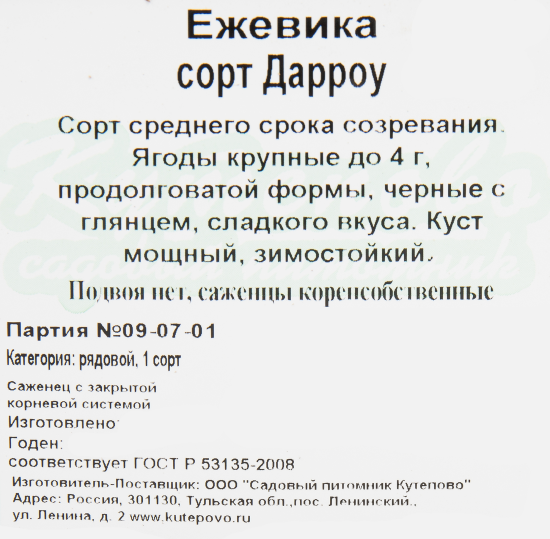 Ежевика «Дарроу» C2 высота 20 см