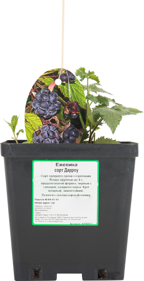 Ежевика «Дарроу» C2 высота 20 см