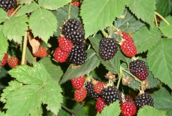 Ежевика «Дарроу» C2 высота 20 см