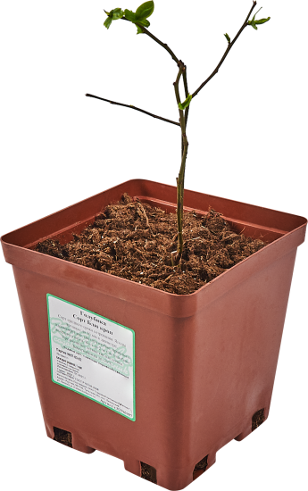 Голубика «Блю Кроп» C2 высота 30 см