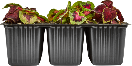 Колеус микс 20 см в кассете, 6 шт.