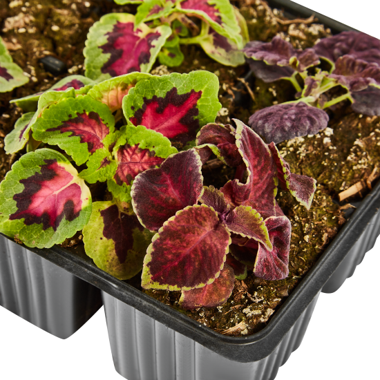 Колеус микс 20 см в кассете, 6 шт.