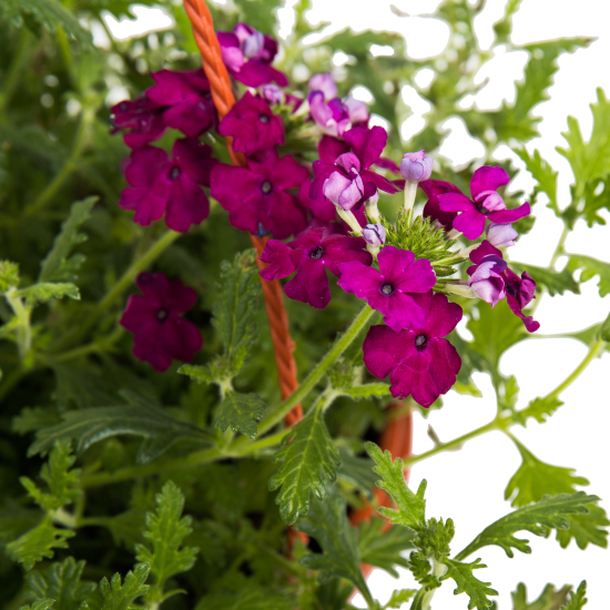 Вербена в кашпо 21 см