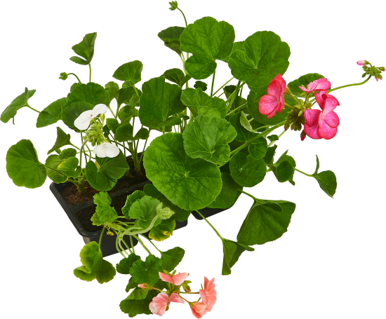 Пеларгония зональная кассета 6 ячеек