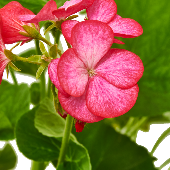 Пеларгония зональная кассета 6 ячеек