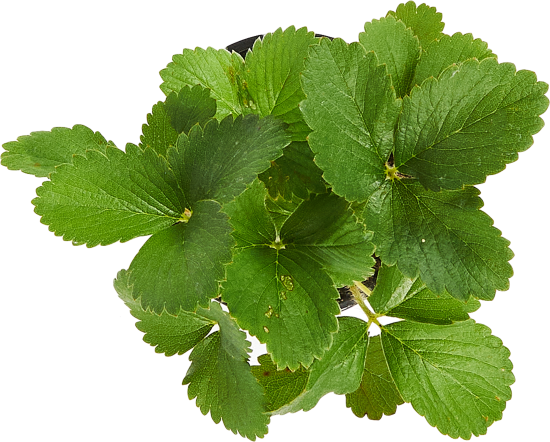 Земляника ранняя ø9 h20 см