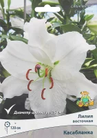 Лилия восточная Касабланка 1 шт.