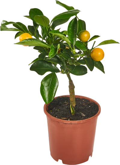 Цитрус микс ø12 h35 см