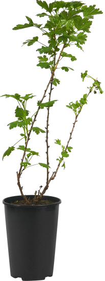 Крыжовник сортовой Краснославянский ø15 h30 см