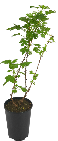 Крыжовник сортовой Краснославянский ø15 h30 см