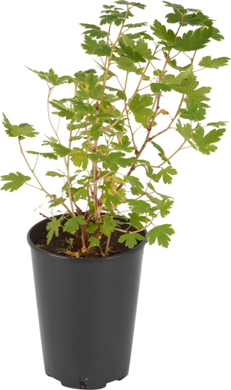 Крыжовник сортовой Командор ø15 h30 см