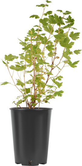 Крыжовник сортовой Командор ø15 h30 см