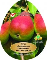 Груша обыкновенная Северянка краснощекая h200 см Поиск Инвест