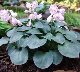 Хоста Блю Маус ø15 h25 см Кутепово