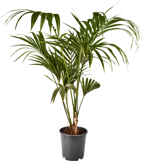 Ховея Форстера ø24 h180 см Росток