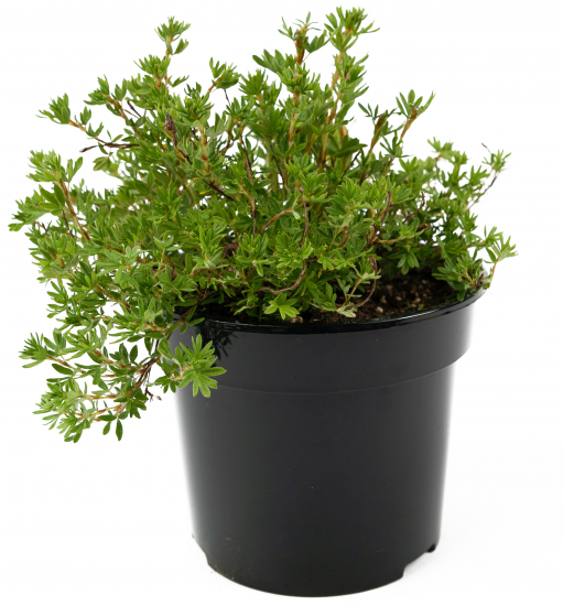 Лапчатка кустарник Goldfinger 30-50 см