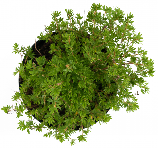 Лапчатка кустарник Goldfinger 30-50 см