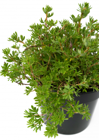 Лапчатка кустарник Goldfinger 30-50 см