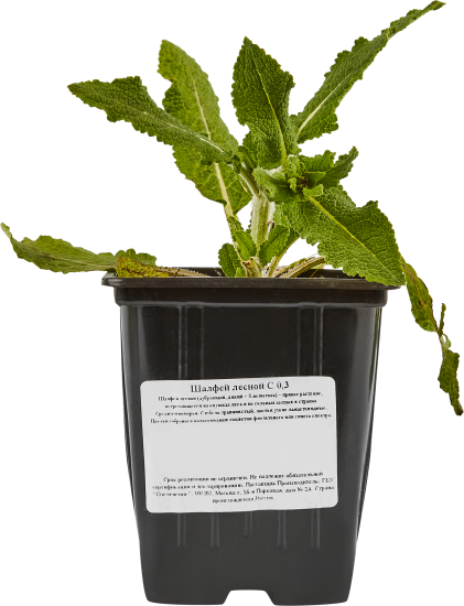 Шалфей лесной 15 см