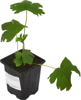Дельфиниум культурный h15 см