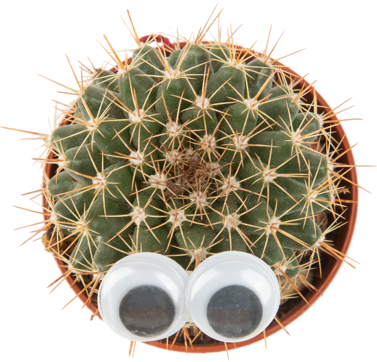 Кактус микс с глазами ø5 h10 см