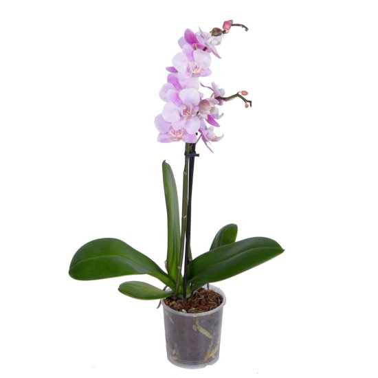 Орхидея Фаленопсис микс ø9 h35 см