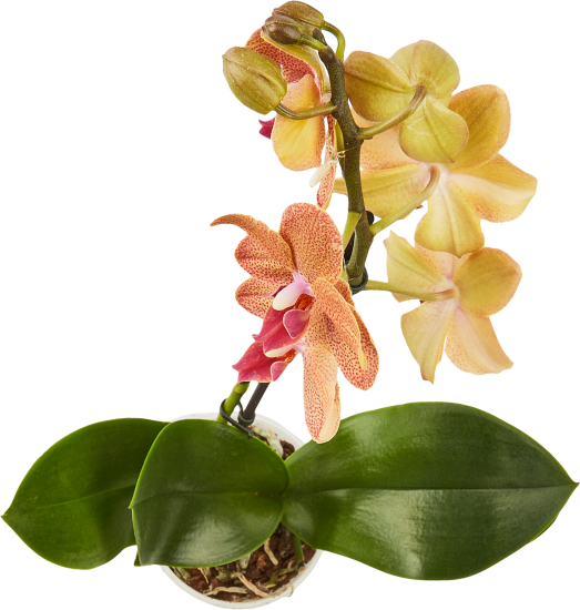 Орхидея Фаленопсис микс ø9 h35 см
