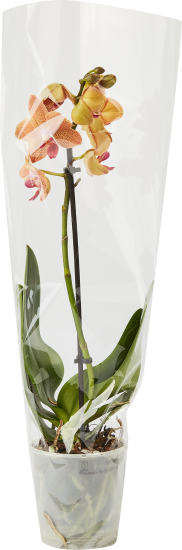 Орхидея Фаленопсис микс ø9 h35 см