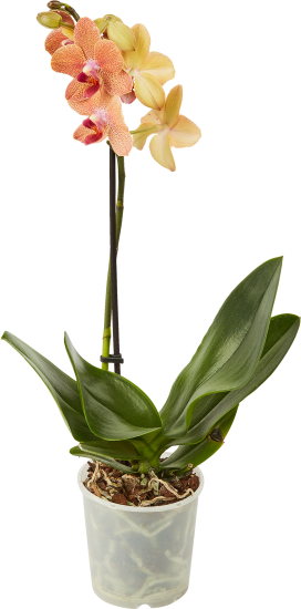 Орхидея Фаленопсис микс ø9 h35 см