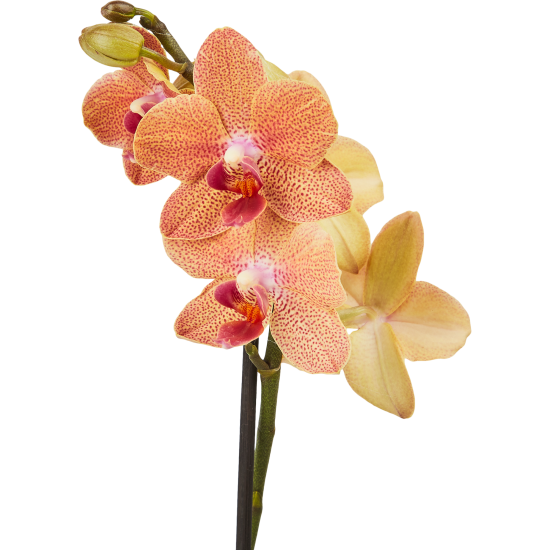 Орхидея Фаленопсис микс ø9 h35 см