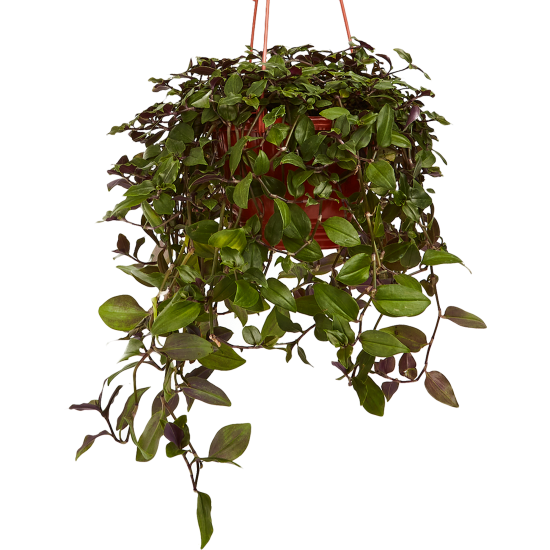 Традесканция Приречная ø15 h25 см