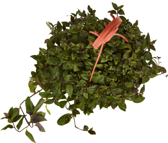 Традесканция Приречная ø15 h25 см