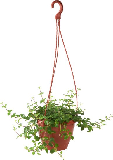 Пеперомия Мелколистная ø15 h25 см