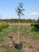 Рябина обыкновенная ø36 h200 - 250 см