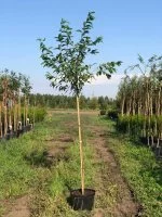 Черемуха Маака ø36 h250 - 300 см