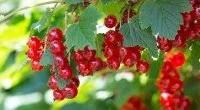 Смородина красная h15 см